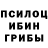 Галлюциногенные грибы Psilocybine cubensis ZAVARKA Chainaya